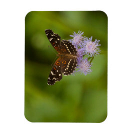Texan Crescent Butterfly Magnet