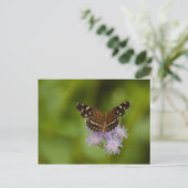 Texan Crescent Butterfly Postkarte (Stehend Vorderseite)