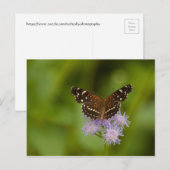 Texan Crescent Butterfly Postkarte (Vorne/Hinten)