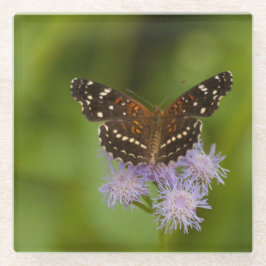 Texan Crescent Schmetterling Glasuntersetzer