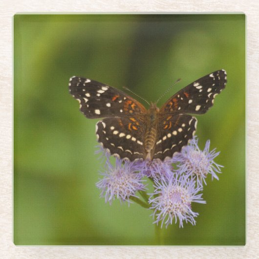 Texan Crescent Schmetterling Glasuntersetzer (Vorderseite)