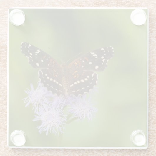 Texan Crescent Schmetterling Glasuntersetzer (Rückseite)