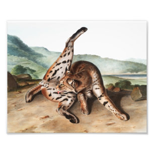 Texan Lynx (Lynx Rufus var maculatus) Illustration Fotodruck