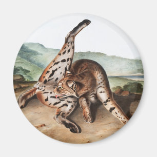Texan Lynx (Lynx Rufus var maculatus) Illustration Magnet