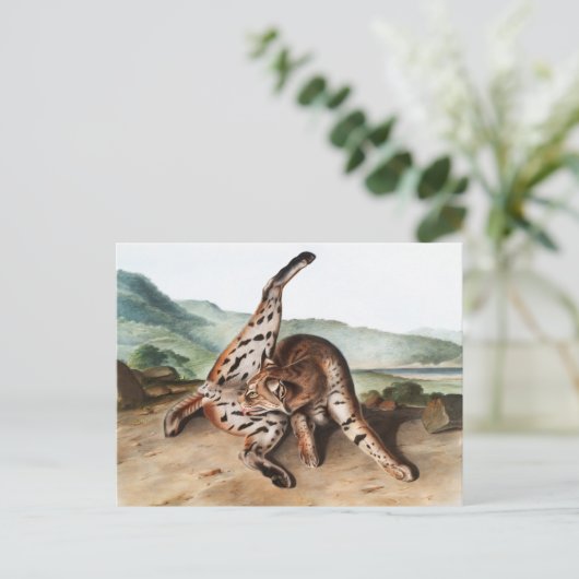 Texan Lynx (Lynx Rufus var maculatus) Illustration Postkarte (Stehend Vorderseite)