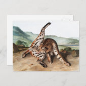 Texan Lynx (Lynx Rufus var maculatus) Illustration Postkarte (Vorne/Hinten)