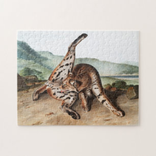 Texan Lynx (Lynx Rufus var maculatus) Illustration Puzzle