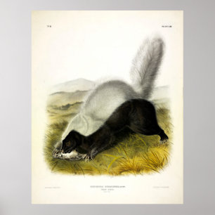 Texan Skunk (American Hog nosed Skunk) von Audubon Poster