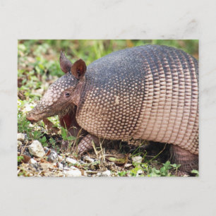 Texas Armadillo Postcard #3 Postkarte