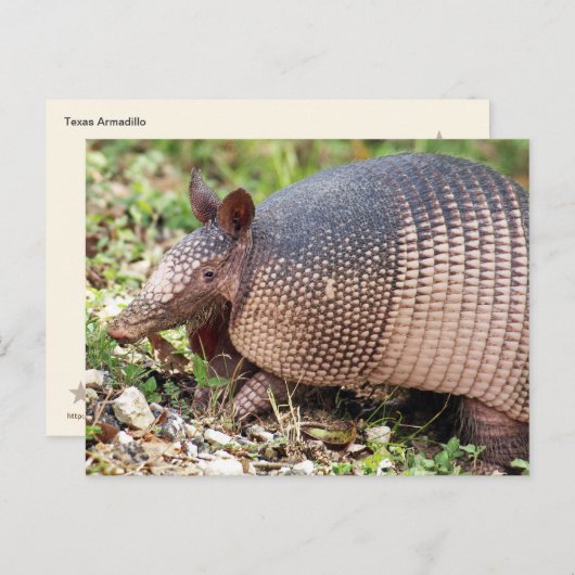 Texas Armadillo Postkarte Nr. 3 (Vorne/Hinten)