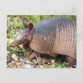 Texas Armadillo Postkarte Nr. 3 (Vorderseite)