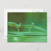 Texas Blind Salamander Postkarte (Vorne/Hinten)