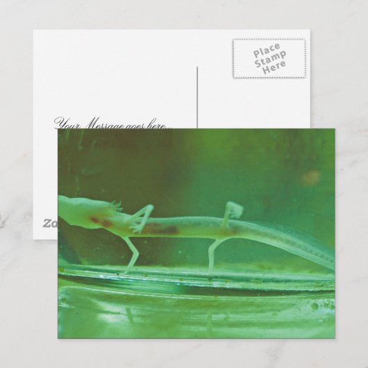 Texas Blind Salamander Postkarte (Vorne/Hinten)