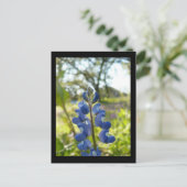 Texas Blue Bonnet Postcard Postkarte (Stehend Vorderseite)