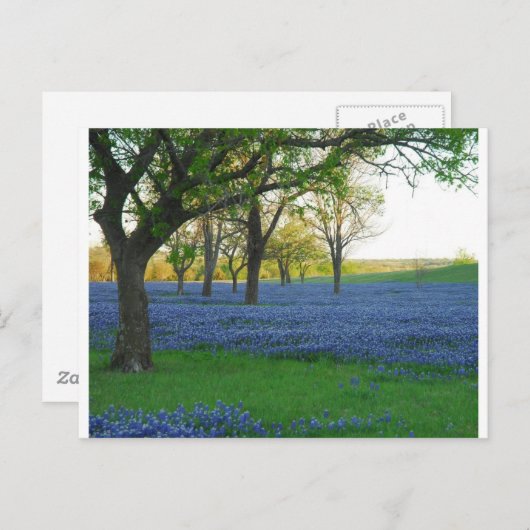 Texas Blue Bonnets Postkarte (Vorne/Hinten)
