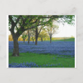 Texas Blue Bonnets Postkarte (Vorderseite)