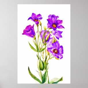 Texas Bluebells Eustoma Russellianum Poster