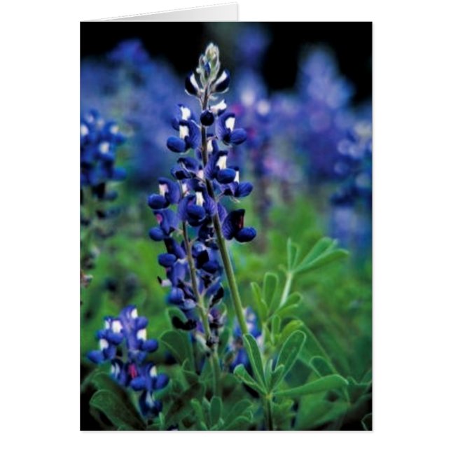 Texas Bluebonnet (Vorne)