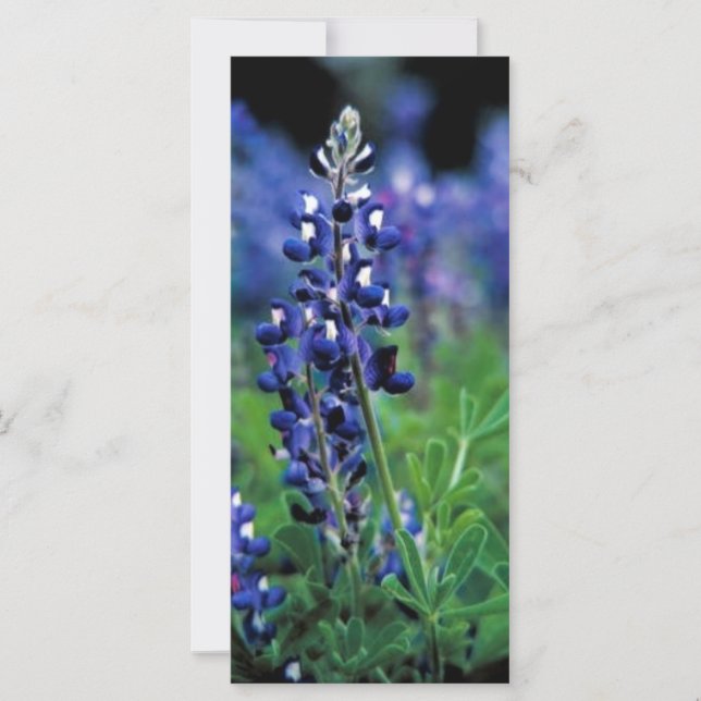 Texas Bluebonnet (Vorderseite)