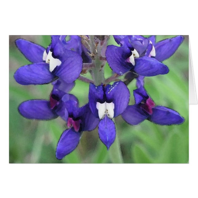 Texas Bluebonnet #1 (Vorderseite (Horizontal))