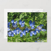 Texas Bluebonnet Artistic Foto Postkarte (Vorne/Hinten)