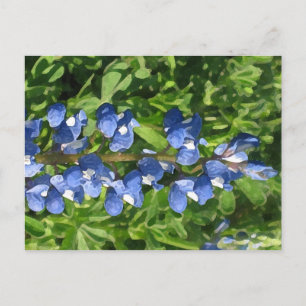 Texas Bluebonnet Artistic Foto Postkarte