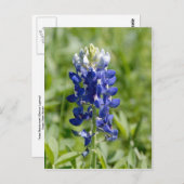 Texas Bluebonnet Blume Postcard Postkarte (Vorne/Hinten)