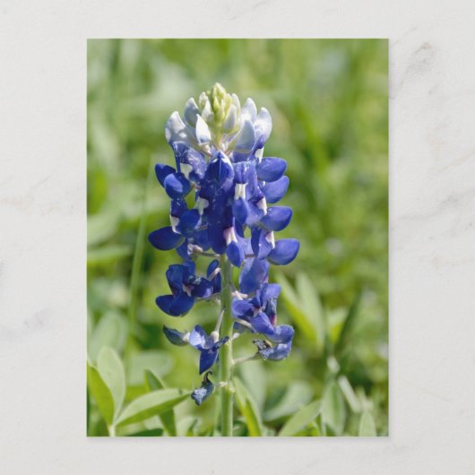 Texas Bluebonnet Blume Postcard Postkarte (Vorderseite)
