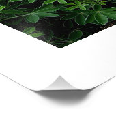 Texas Bluebonnet Fotodruck (Ecke)