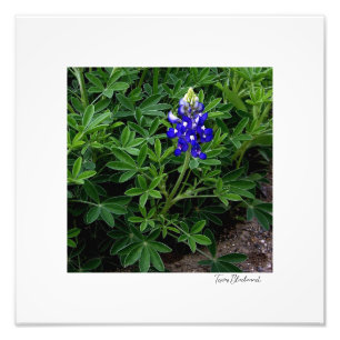 Texas Bluebonnet Fotodruck