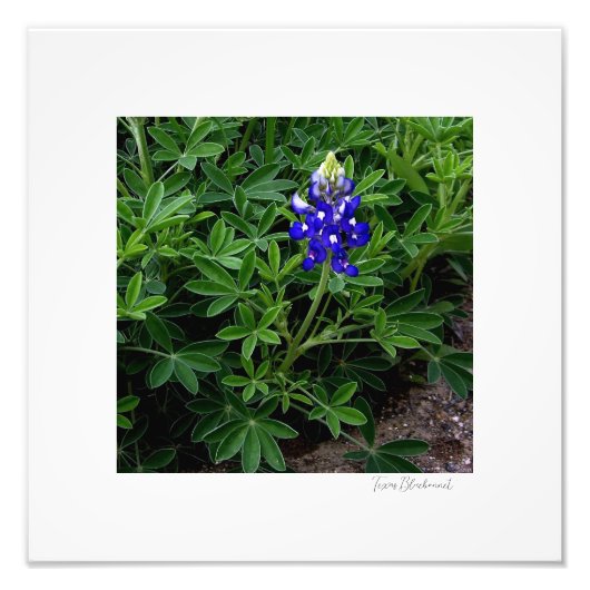 Texas Bluebonnet Fotodruck (Vorne)