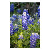 Texas Bluebonnet Fotodruck (Vorne)