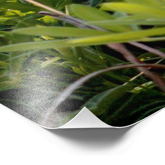 Texas Bluebonnet Fotodruck (Ecke)