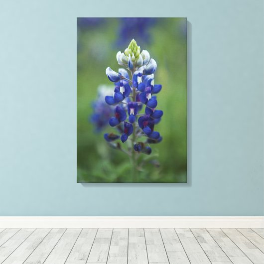 Texas Bluebonnet Leinwanddruck (Insitu (Holzboden))
