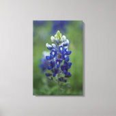 Texas Bluebonnet Leinwanddruck (Vorderseite)