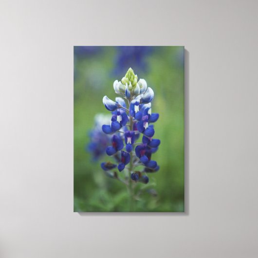 Texas Bluebonnet Leinwanddruck (Vorderseite)