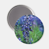 Texas Bluebonnet Magnet (Vorderseite/Rückseite)