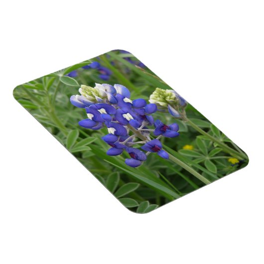Texas Bluebonnet Magnet (Rechte Seite)