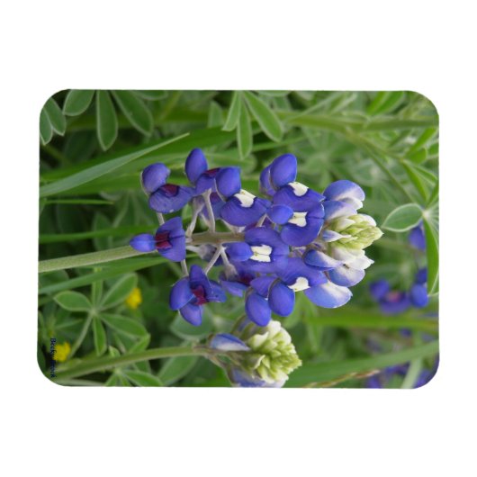 Texas Bluebonnet Magnet (Horizontal)