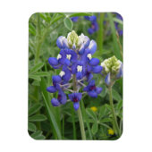Texas Bluebonnet Magnet (Vertikal)