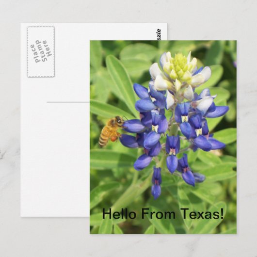 Texas Bluebonnet Postcard Postkarte (Vorne/Hinten)