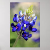 Texas Bluebonnet Poster (Vorne)