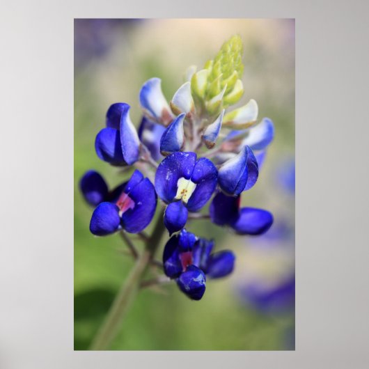 Texas Bluebonnet Poster (Vorne)
