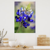 Texas Bluebonnet Poster (Küche)