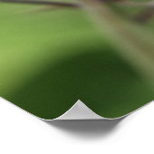 Texas Bluebonnet Poster (Ecke)