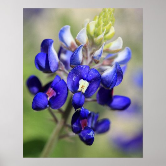 Texas Bluebonnet Poster (Vorne)