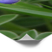 Texas Bluebonnet Poster (Ecke)