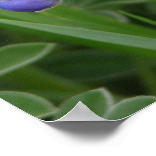 Texas Bluebonnet Poster (Ecke)