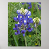 Texas Bluebonnet Poster (Vorne)
