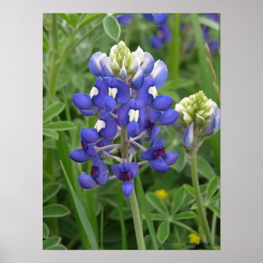 Texas Bluebonnet Poster (Vorne)